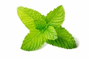 Macro photo of a fresh mint leaf, isolated on white (studio shot).