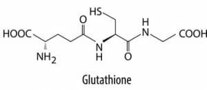 glutathione, gsh, reduced glutathione