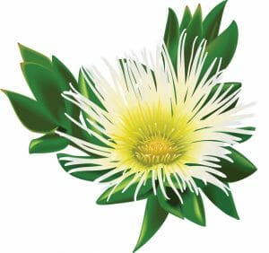 Sceletium Tortuosum (Kanna) Plant