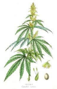 hemp plant, cannabis sativa