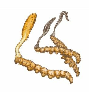 Cordyceps