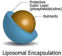 liposomal encapsulation, bioavailability, phospholipid