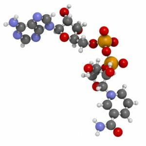 NAD+, coenzyme, NAD, Nicotinamide adenine dinucleotide