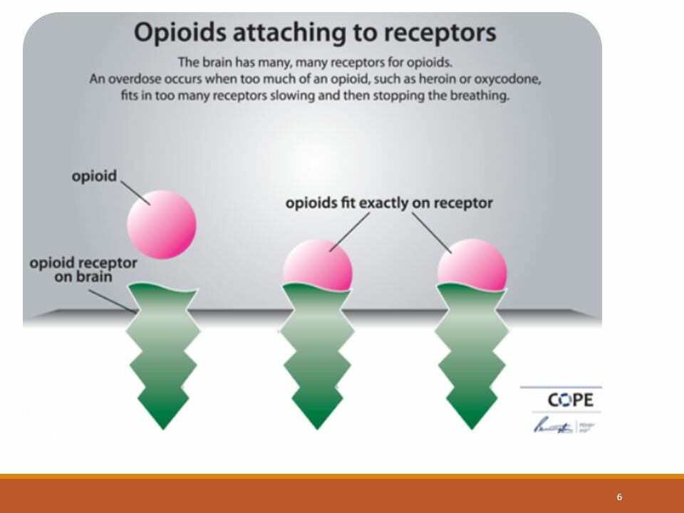 opioids, opioid receptors, heroin, oxycodone