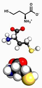 Homocysteine, methylation. amino acid