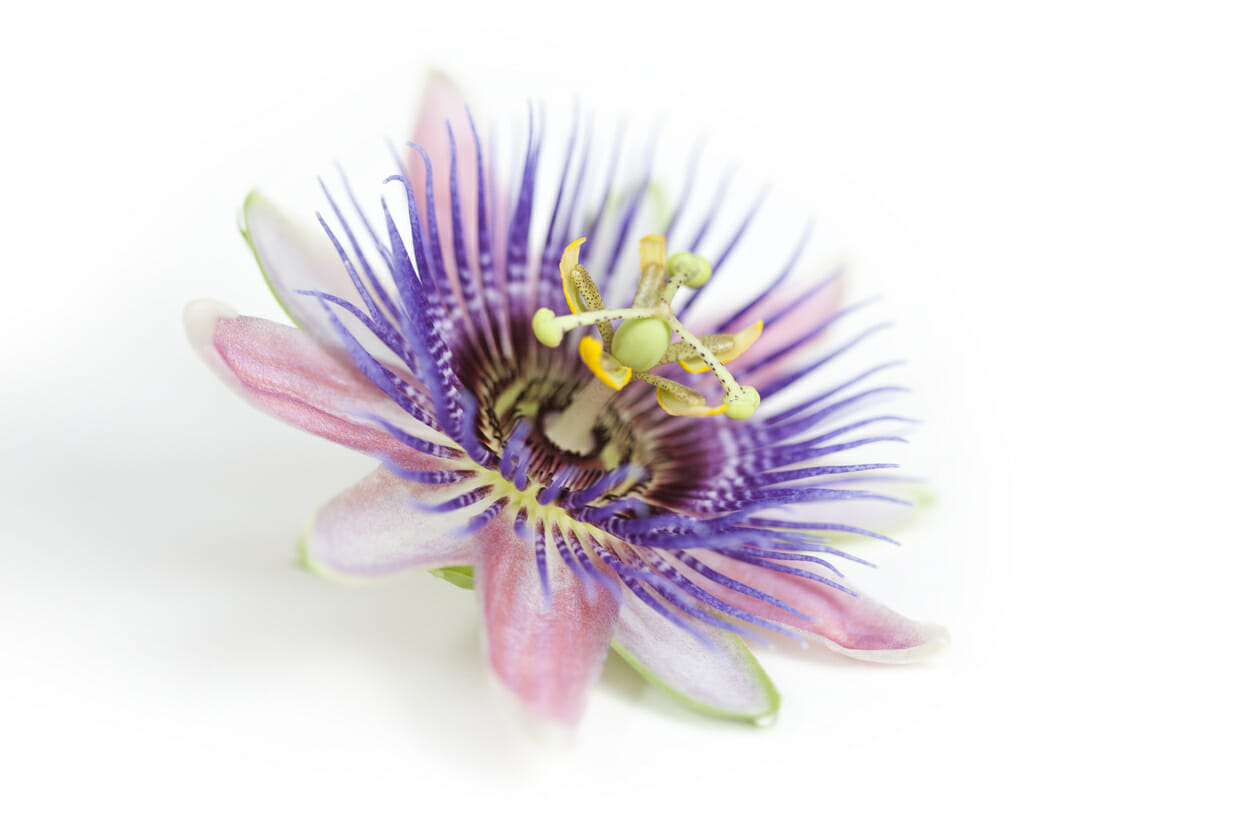 Quicksilver Scientific Lipocalm is formulated with Passion Flower to promote natural sleep and support GABA levels