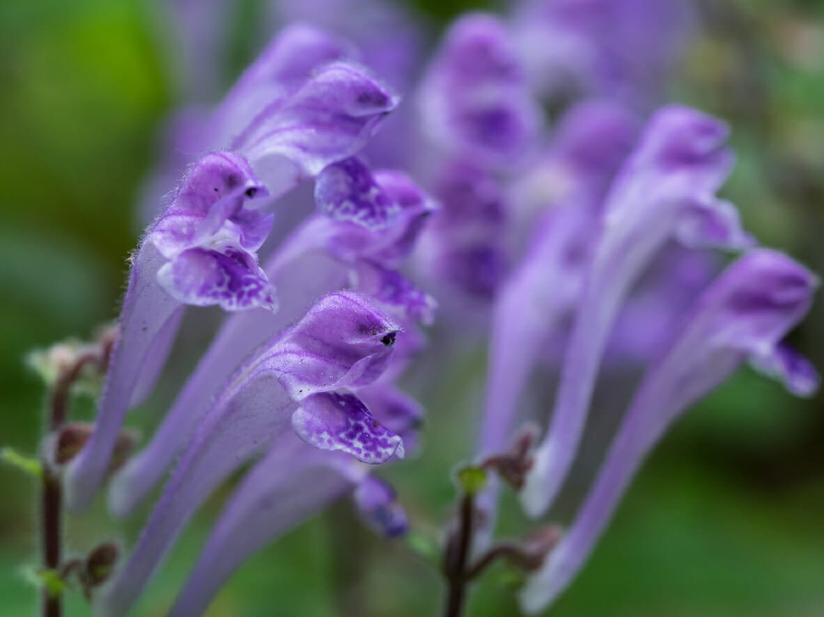 Quicksilver Scientific Lipocalm is formulated with skullcap to promote relaxation and quality sleep.