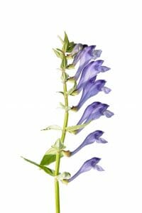 Skullcap has benefits for natural sleep and is used in Quicksilver Scientific LipoCalm to support GABA