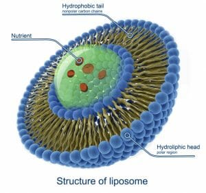 liposome