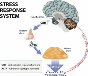 hpa axis, cortisol, adrenal gland