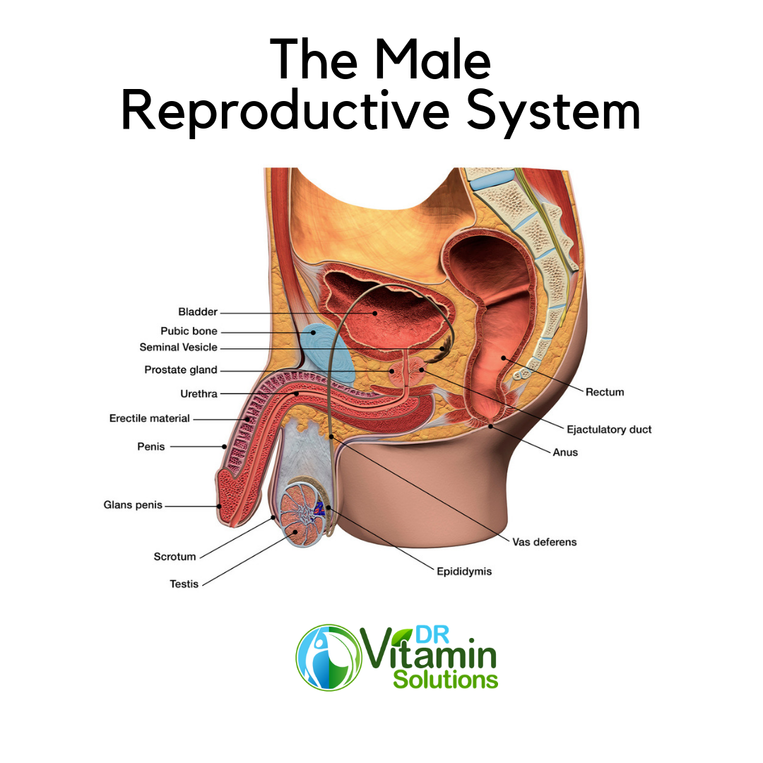 Reducing Prostate Infection begins by understanding the Male Reproductive System