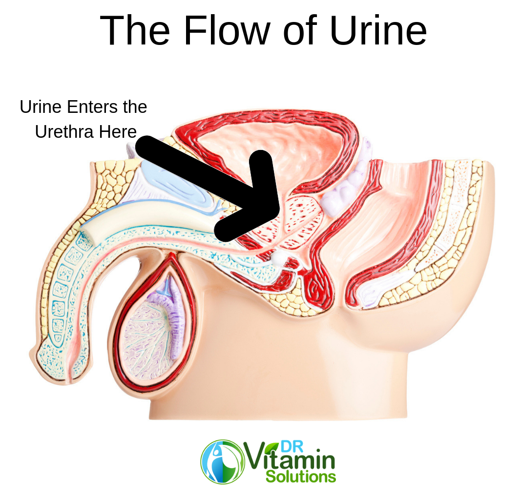 Urine empties into the Urethra through the Prostate to be urinated through the Penis.