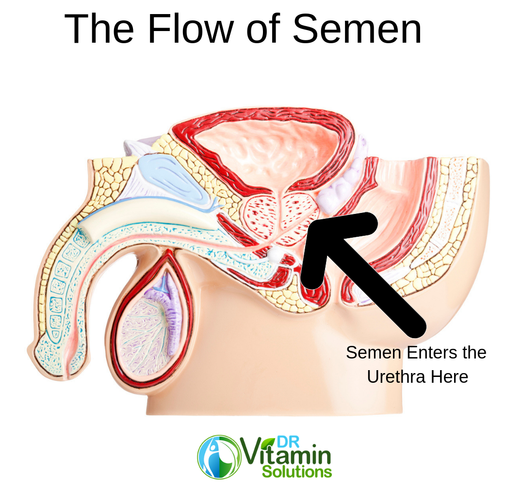 This Penis deposits Sperm which is deposited into the Urethra. 