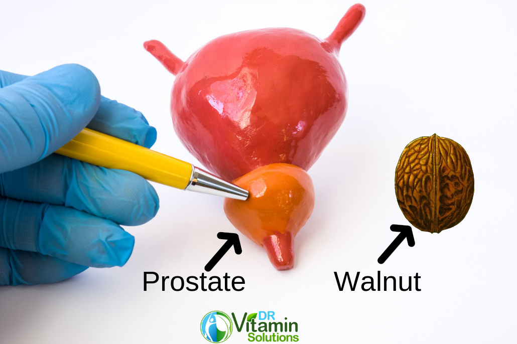 The Prostate is shaped like a Walnut.