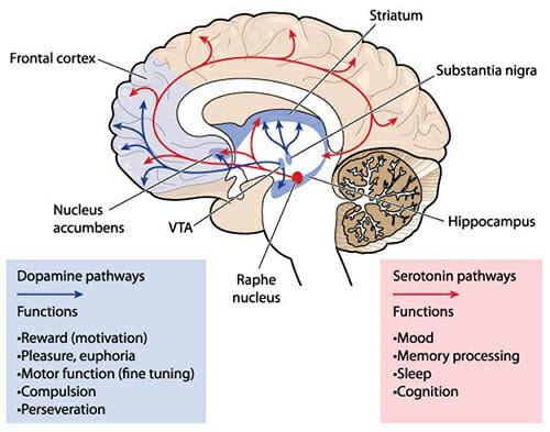 2019 how life vitality calms overactive nerve cells in the brain