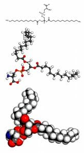 Phosphatidylserine, ps, model, phospholipid