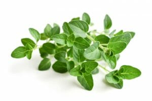 oregano, physician's strength oregacillin