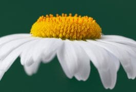 Best Antihistamine Products for the Elderly | DR Vitamin Solutions
