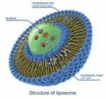 structure of liposome, encapsulation, nutrient delivery