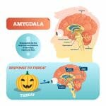 amygdala, threat response