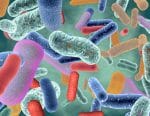 probiotics, bacteria, immune system