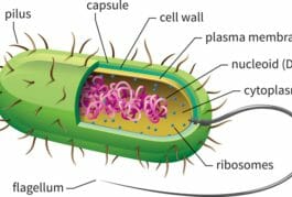 eye cell health