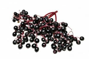 black elderberry