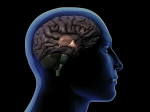 pineal gland, brain