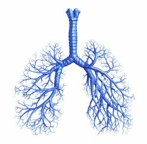 lungs, bronchi, respiratory