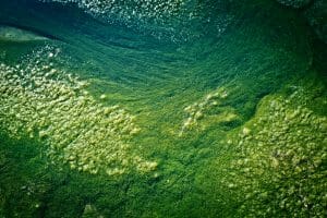 blue-green algae