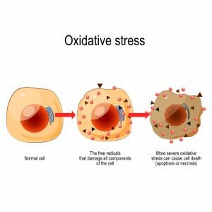 oxidative stress, free radicals, cell damage