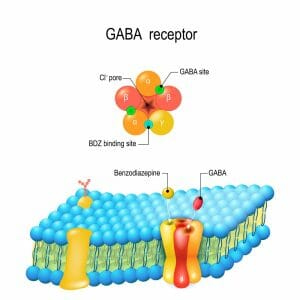 gaba receptor, Gamma-Aminobutyric acid