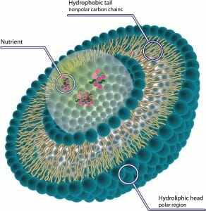 liposome, liposomal delivery, liposomal supplement, Liposomal Glutathione vs NAC