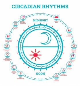 circadian rhythm, melatonin