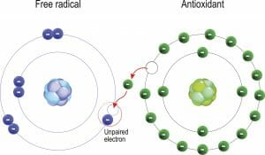 antioxidant, free radical, electron donor