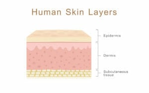 transdermal absorption, layers, dermal, skin