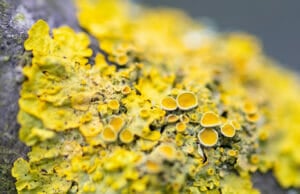 Green and yellow lichens, lichen, vegan vitamin d3 source, is vitamin d3 vegan friendly