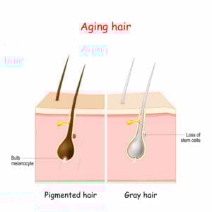 The Relationship Between Hydrogen Peroxide, Catalase and Gray Hair