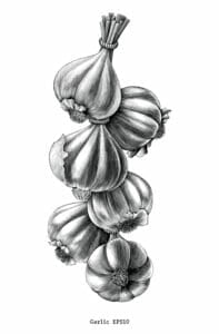 ilustration of strand of garlic cloves