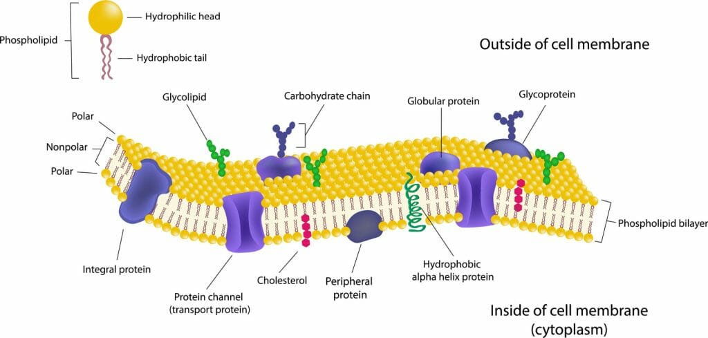 diagram of cell membrane structure