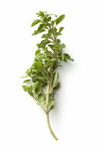 bundle of oregano