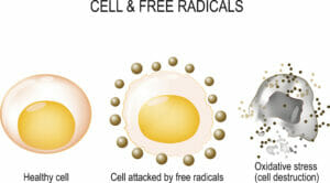 diagram depicting how free radicals damage cells