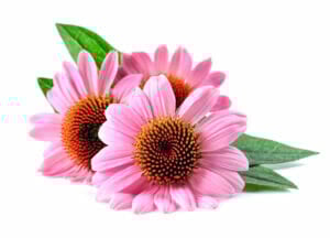 photograph depicting Echinacea flowers