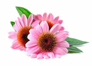 photograph depicting Echinacea flowers